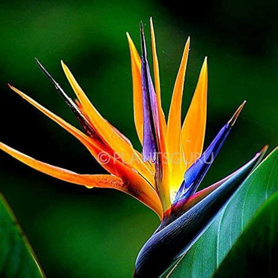 Aloe Vera Rare Pink Flower Fragrant Plant - for planting in home garden