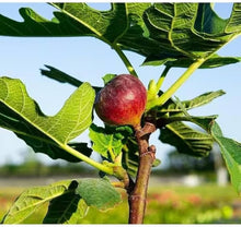 Golden Fig Seeds (Ficus carica) for growers planting the sweet, golden figs in home orchards and fruit gardens