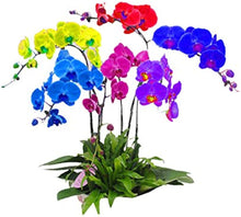 Orchid Vanda Hybrid Rainbow Flower Seeds for Planting – Ideal for Decorative Indoor Gardening and Hanging Displays