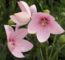 Platycodon Astra Seeds known for unique Balloon-Shaped Flowers
