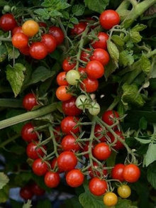 Sweet Pea Currant Tomato Seeds (Solanum lycopersicum) for growers stocking a kitchen garden