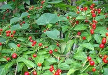 Heirloom Chile Chiltepin Pepper Seeds valued by growers for unique Hot Peppers