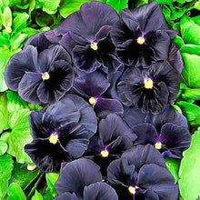 Annual Claret Viola Witrockiana Flower Biennial Pansy Seeds for a colorful addition to any planting