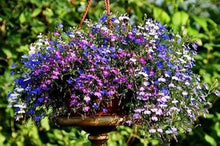 Lobelia Seeds for growers filling out the Hanging Baskets & Borders
