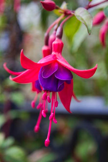 Fuchsia Flower for Planting in Purple Garden Seeds for a bright addition to the Purple Garden