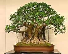Mini African Sky Blu Bonsai for Rare Flowering Plants known for rare Flowering Plant