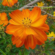 Cosmos Lucky Ring Flower Seeds for colorful garden blooms