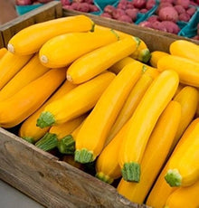 Golden Glory F Hybrid Zucchini Squash Seeds for home growers seeking a reliable harvest