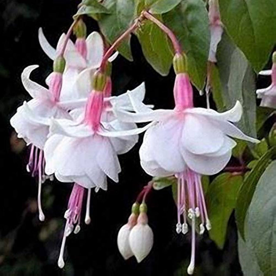 Fuchsia Begonia ��������� Begonia spp. ��������� for planting baby pink garden
