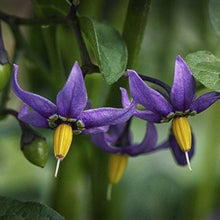 Solanum Dulcamara Seeds (Solanum dulcamara) for growers filling out the Flower Bed