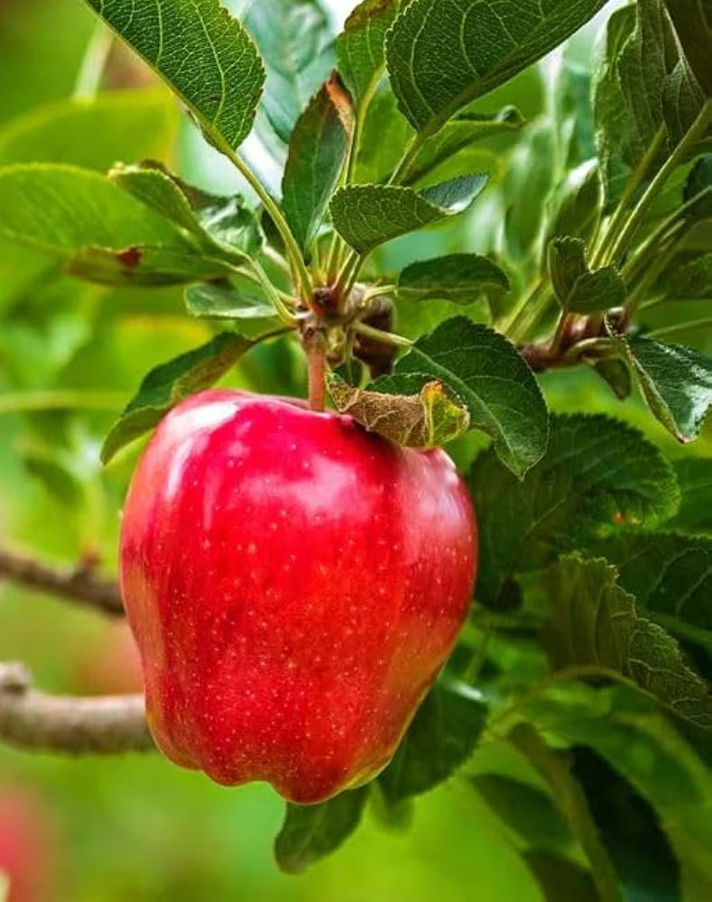 Red Delicious Apple Tree Malus Pumila Hardy and Fast-Acting  Ornamental Garden Plant Premium Quality Seeds