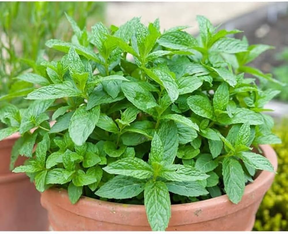 Wild Mint Mentha Arvensis Seeds for planting in herb garden