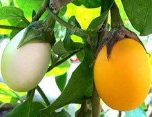 Yellow Aubergine Seeds (Solanum melongena) for growers filling out the kitchen garden and home vegetable planting