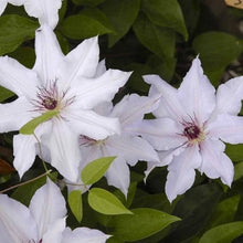 Clematis Rampicant White Seeds valued for climbing Elegance