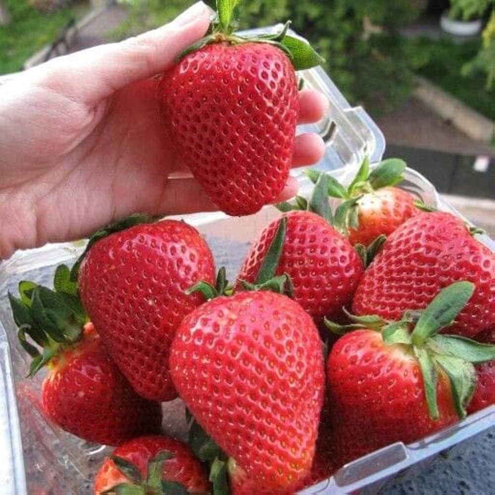 Chopped (strawberry Fragaria × ananassa red fruit) for planting in garden