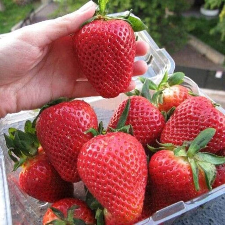 Chopped (strawberry Fragaria × ananassa red fruit) for planting in garden