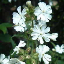 Catchfly Silene Pendula Snowdrop Seeds for growers filling out the Hanging Baskets, Window Boxes, and Garden Trails
