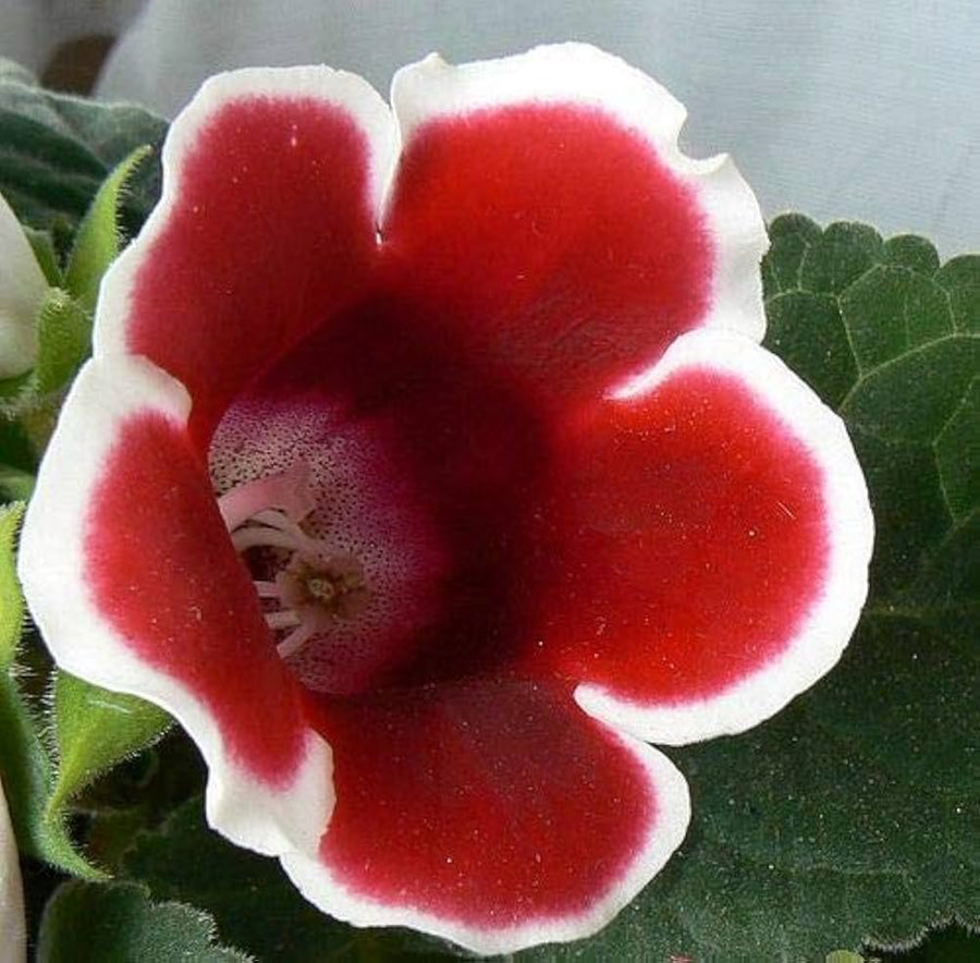 Gloxinia Sinningia speciosa flower seeds for planting in indoor pots and shaded home garden spots - for planting in home garden