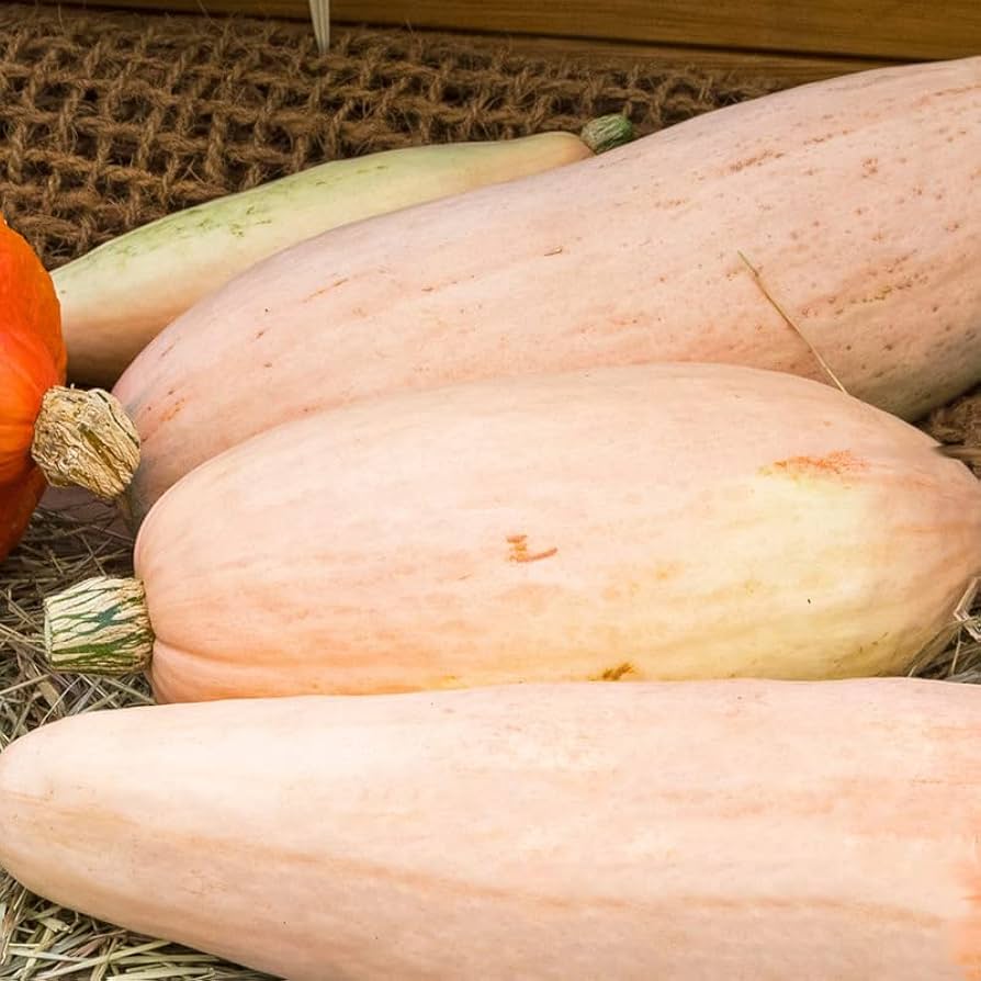 Banana Squash – Cucurbita maxima – for planting in vegetable garden