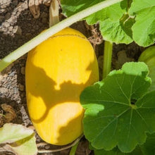 Winter Spaghetti Squash Seeds for growers stocking a kitchen garden