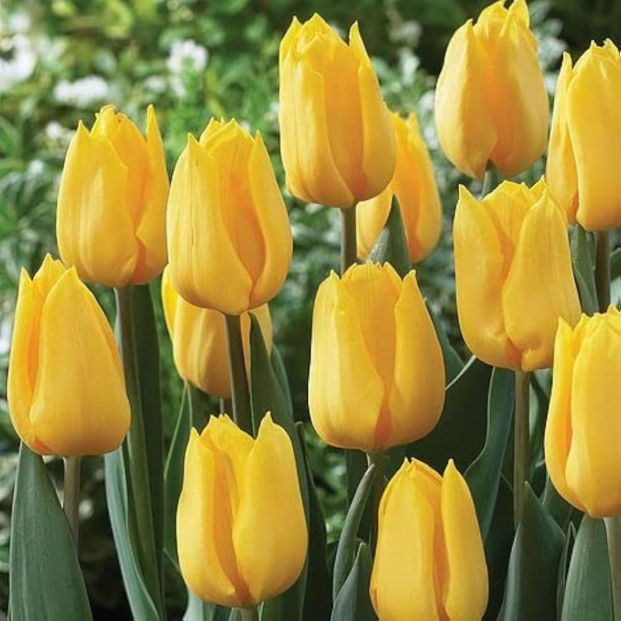 Tulip Yellow Cold-Hardy Flower - for planting in home garden