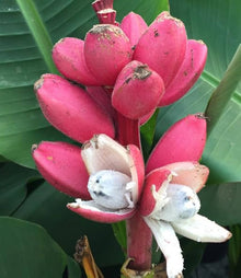 Musa Velutina Pink Banana Tree Seeds for a lasting addition to the landscape