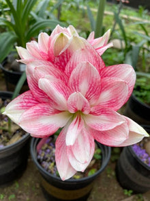 Hippeastrum Seeds for growers seeking a long-blooming display