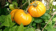 Yellow Brandywine PS Tomato Seeds for a productive addition to the vegetable patch
