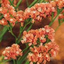 Apricot Statice Flower seeds for elegant dried flowers