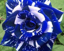 Rose Rosa Hybrida Blue Dragon Seeds for a lasting display in the Decorative Home Indoor Pots
