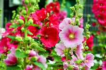 Mixed Hollyhock Seeds (Alcea rosea) for seasonal color across the Flower Garden
