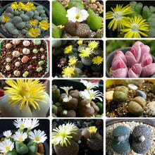 Lithops Salicola Maculate Form seeds (Lithops salicola) for rock or xeriscape gardens