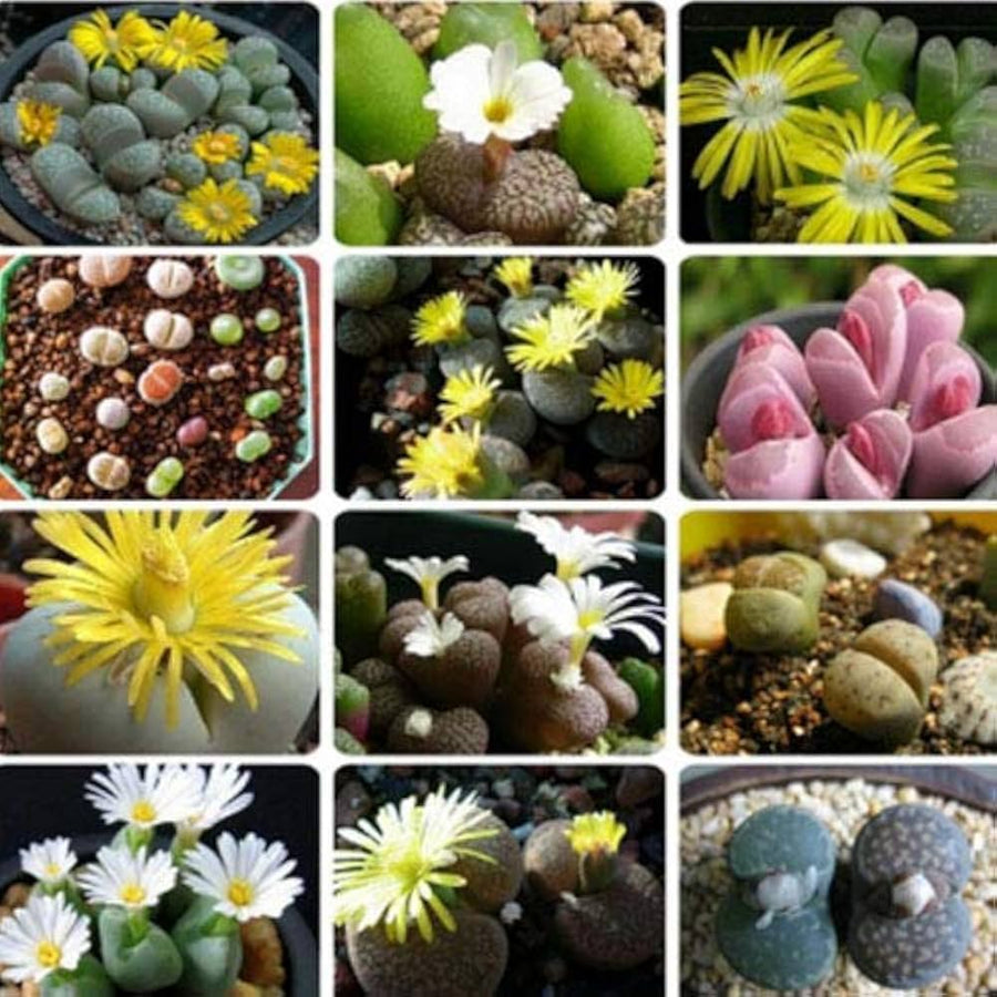 Lithops Salicola Maculate Form seeds (Lithops salicola) for rock or xeriscape gardens