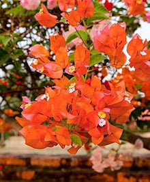 Bougainvillea Spectabilis Seeds grown for orange Gardening