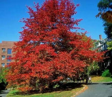 Nyssa Sylvatica Tree Seeds (Nyssa sylvatica) for a lasting addition to the urban gardens and wildlife habitats