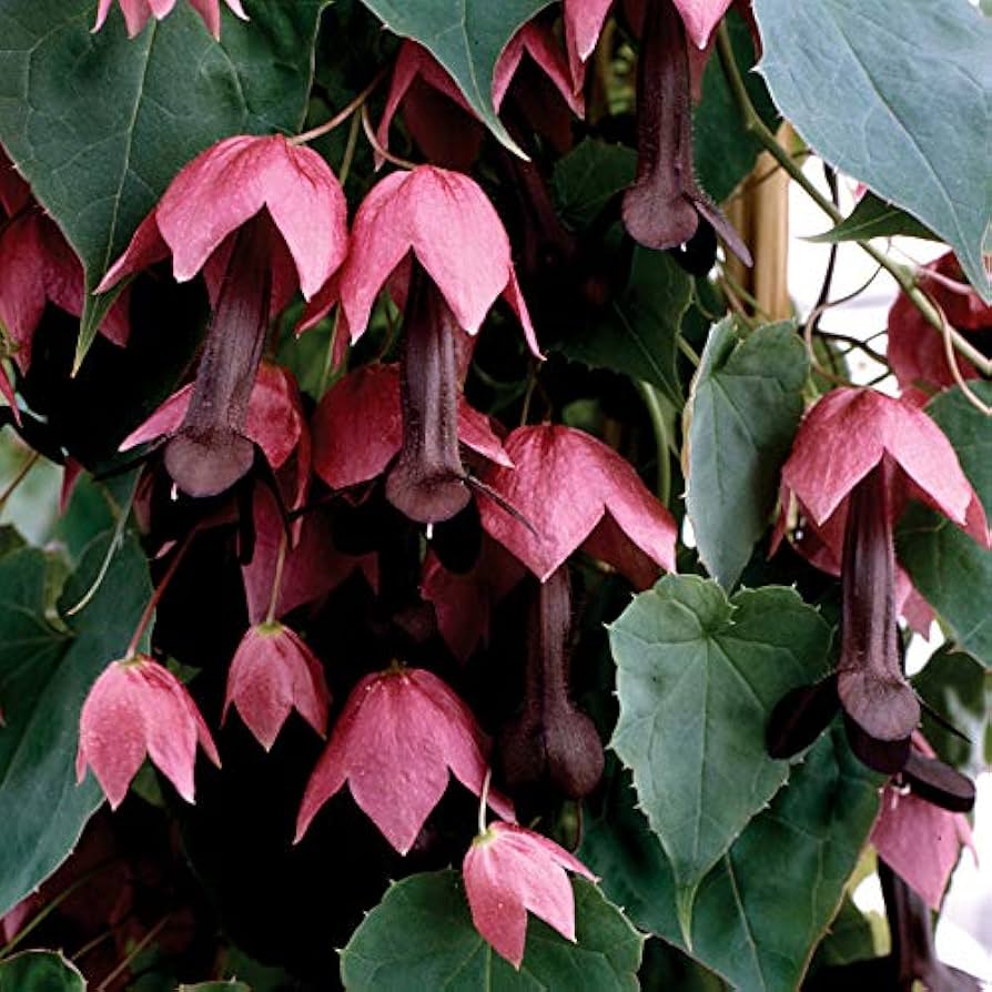 Rhodochiton Bell Vine flower seeds â€“ rare purple climbing ornamental