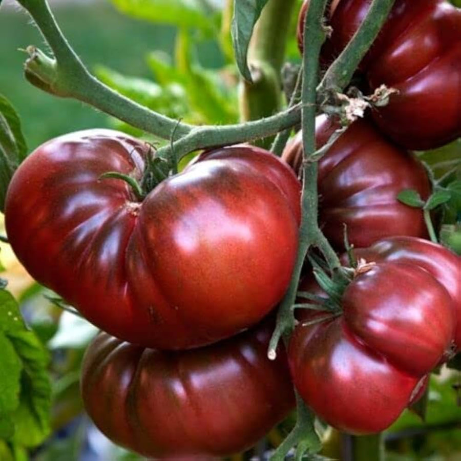 Black - Russian for planting in home garden