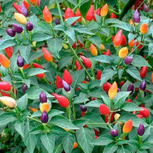 Ornamental Hot Pepper Seeds for planting in colorful garden