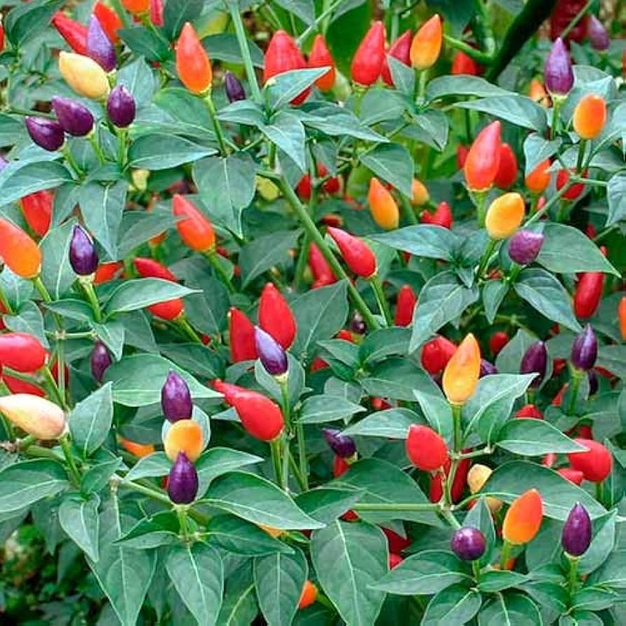 Ornamental Hot Pepper Seeds for planting in colorful garden