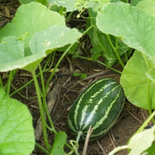 Long Green Thai Muskmelon Seeds for gardeners building out beds and borders