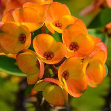Euphorbia Seeds for growers filling out the Light Orange Garden
