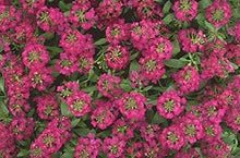 Alyssum Easter Bonnet Violet Seeds known for fragrant Violet Flowers