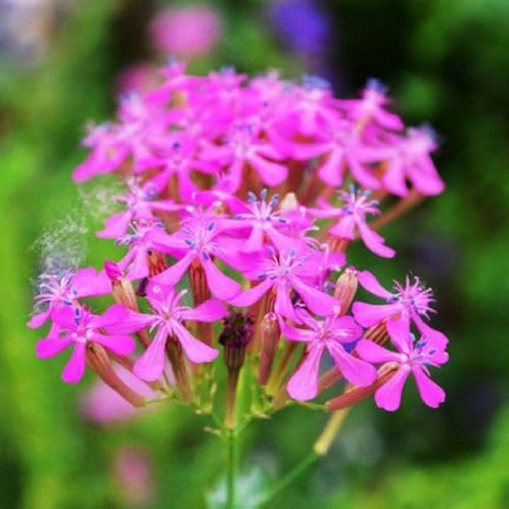 Catchfly pink flower seed for quick garden blooming