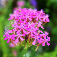 Catchfly pink flower seed for quick garden blooming