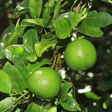 Lime Dwarf Tree Seeds (Citrus aurantiifolia) for growers planting the home gardens and ornamental landscapes