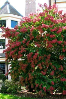 Heptacodium Miconioides Seven Sons Flower Shrub Seeds for gardeners building out beds and borders