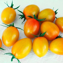 Orange Tomato Seeds (Solanum lycopersicum) for a fresh homegrown crop from the home gardens and kitchen gardens