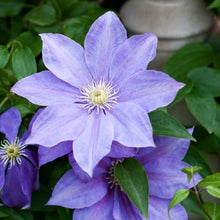 Sky Blue Clematis Clematis Florida Seeds for a bright addition to the Home Decorative Fences