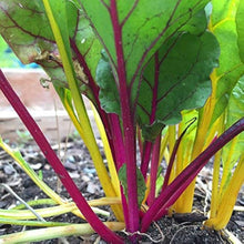 Swiss Chard Seeds (Beta vulgaris) for growers filling out the raised beds and vegetable gardens