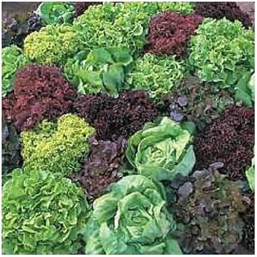 Ice Leaf Lettuce Lactuca sativa seeds for cool season garden